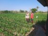 Dukung Program Asta Cita Ketahanan Pangan, Bhabinkamtibmas Desa Kukin Sambangi Petani Jagung dan Dorong Penanaman Hortikultura
