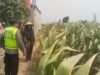 Polisi Polsek jenu Polres Tuban Turun ke Ladang, Dampingi Petani Jagung Dukung Ketahanan Pangan