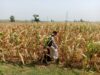 Polisi Polsek jenu Polres Tuban Turun ke Ladang, Dampingi Petani Jagung Dukung Ketahanan Pangan