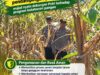 Mendukung Program Ketahanan Pangan, Bhabinkamtibmas Monitoring Pertumbuhan Jagung
