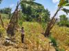 ANGGOTA POLSEK GRABAGAN SAMBANG DESA BINAAN, PANTAU LAHAN JAGUNG DAN MEMASTIKAN SISTEM IRIGASI MASIH LANCAR