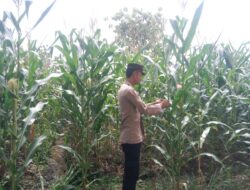 Anggota Polsek Singgahan Polresta Tuban Turun Cek Tanaman jagung Warga di Desa Mulyorejo