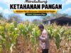 Polsek Tuban Pantau Lahan Jagung, Dukung Program Ketahanan Pangan Nasional