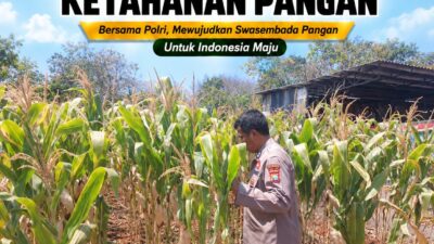 Polsek Tuban Pantau Lahan Jagung, Dukung Program Ketahanan Pangan Nasional