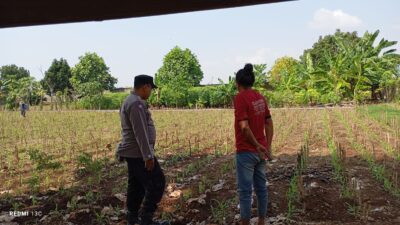 Dukung Asta Cita Presiden, Polsek Tambakboyo Turun ke Lahan Dampingi Petani Jagung