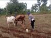 Turun Langsung ke Sawah, Polsek Tambakboyo Dukung Ketahanan Pangan Lewat Olah Lahan Bersama Petani