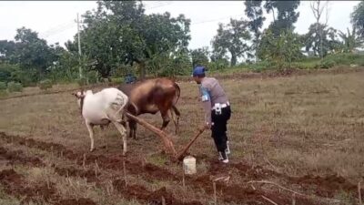 Turun Langsung ke Sawah, Polsek Tambakboyo Dukung Ketahanan Pangan Lewat Olah Lahan Bersama Petani