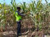 Polisi Polsek jenu Polres Tuban Turun ke Ladang, Dampingi Petani Jagung Dukung Ketahanan Pangan