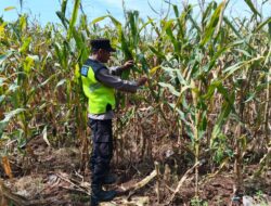 Polisi Polsek jenu Polres Tuban Turun ke Ladang, Dampingi Petani Jagung Dukung Ketahanan Pangan