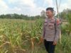 Dukung Astacita Presiden, Polsek Kenduruan Polresta Tuban Cek Perkembangan Tanaman Jagung Warga