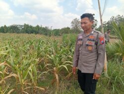 Dukung Astacita Presiden, Polsek Kenduruan Polresta Tuban Cek Perkembangan Tanaman Jagung Warga