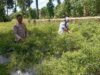 Bhabinkamtibmas Desa Kesik Cek Lahan Ketahanan Pangan Bergizi