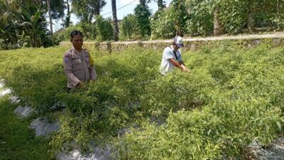 Bhabinkamtibmas Desa Kesik Cek Lahan Ketahanan Pangan Bergizi