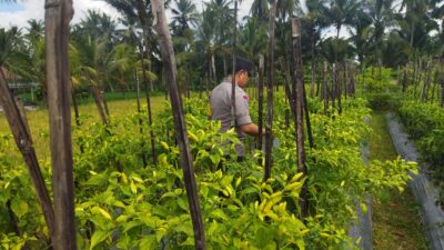 Bhabinkamtibmas Desa Lendang Nangka Cek Lahan Cabai, Dukung Program Ketahanan Pangan Bergizi
