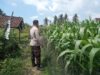 Bhabinkamtibmas Masbagik Utara Baru Sambangi Warga dan Monitoring Ketahanan Pangan