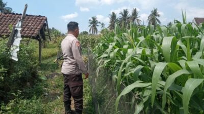 Bhabinkamtibmas Masbagik Utara Baru Sambangi Warga dan Monitoring Ketahanan Pangan