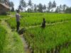 Bhabinkamtibmas Lenek Pesiraman Sambangi Warga, Monitoring Ketahanan Pangan dan Imbau Jaga Kamtibmas