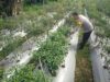 Bhabinkamtibmas Desa Masbagik Selatan Lakukan Pengecekan Lahan Ketahanan Pangan