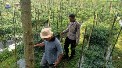 Polsek Montong Gading Monitoring Lahan Cabai, Dukung Program Ketahanan Pangan Masyarakat