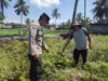 Dukung Swasembada Pangan, Bhabinkamtibmas Paokmotong Monitoring Lahan Pekarangan Pangan Bergizi