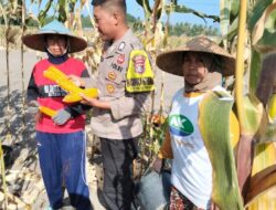 Bhabinkamtibmas Desa Bagik Papan Sambangi Petani Jagung, Dukung Ketahanan Pangan dan Imbau Warga Jaga Kamtibmas