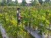 Bhabinkamtibmas Desa Lendang Nangka Cek Lahan Cabai, Dukung Program Ketahanan Pangan Bergizi