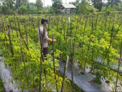 Bhabinkamtibmas Desa Lendang Nangka Cek Lahan Cabai, Dukung Program Ketahanan Pangan Bergizi