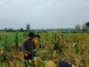 Dukung Ketahanan Pangan Nasional, Bripda Shandy Polsek Bancar Monitoring Panen Jagung di Latsari