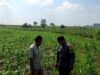Polsek Grabagan Polresta Tuban Turun Langsung Cek Tanaman Jagung Warga