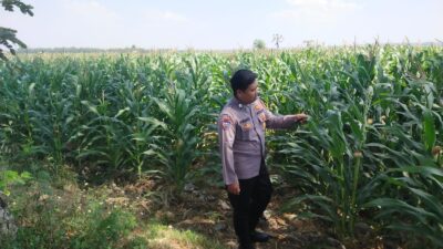 Polri Dukung Astacita, Polsek Merakurak Polresta Tuban Turun Cek Tanaman Jagung Warga di Desa Tuwiri Wetan