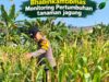 Mendukung Program Ketahanan Pangan, Bhabinkamtibmas Monitoring Pertumbuhan Jagung