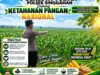 Anggota Polsek Singgahan Polresta Tuban Turun Cek Tanaman jagung Warga di Desa lajo lor