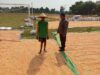 Dukung Ketahanan Pangan, Aipda Listiyono Pantau Proses Penjemuran Jagung Petani Desa Tergambang