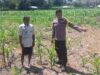 Dukung Ketahanan Pangan Nasional, Bhabinkamtibmas Desa Buin Baru Tinjau Langsung Perawatan Tanaman Jagung di Uma Ramena