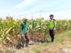 Polri Dukung Astacita, Polsek jenu Polres Tuban Turun Cek Tanaman Jagung Warga di Desa jenu