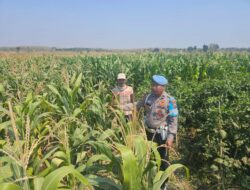 Dukung Astacita Presiden, Polsek Kenduruan Polresta Tuban Kawal Ketahanan Pangan Melalui Pendampingan Petani Jagung .
