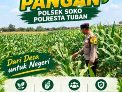 TURUN KE LAPANGAN, ANGGOTA POLSEK KEREK BANTU PETANI PANEN JAGUNG DI DESA BINAAN
