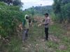 Polsek Grabagan Polresta Tuban Turun Langsung Cek Tanaman Jagung Warga