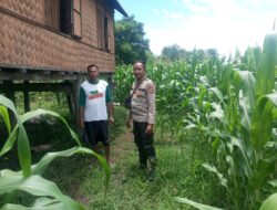 Tinjau Langsung Perkebunan Jagung Warga, Bhabinkamtibmas Desa Ngeru Dorong Optimalisasi P2L demi Ketahanan Pangan