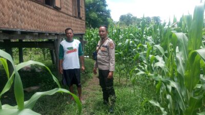 Tinjau Langsung Perkebunan Jagung Warga, Bhabinkamtibmas Desa Ngeru Dorong Optimalisasi P2L demi Ketahanan Pangan