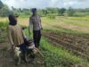 Dukung Astacita, Polsek Jatirogo Polresta Tuban Pantau Langsung Lahan Jagung milik warga Desa Bader