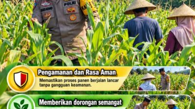 Mendukung Program Ketahanan Pangan, Bhabinkamtibmas Monitoring Pertumbuhan Jagung