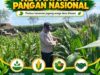 Polsek Bangilan Dukung Ketahanan Pangan Nasional, Pantau Tanaman Jagung Warga