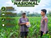 Anggota Polsek Singgahan Polresta Tuban Turun Cek Tanaman jagung Warga di Desa tingkis