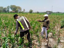 Polri Dukung Astacita, Polsek jenu Polres Tuban Turun Cek Tanaman Jagung Warga di Desa suwalan