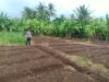 Bhabinkamtibmas Dara Kunci Cek Tanaman Jagung, Dukung Program Ketahanan Pangan