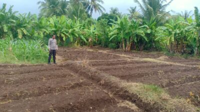 Bhabinkamtibmas Dara Kunci Cek Tanaman Jagung, Dukung Program Ketahanan Pangan