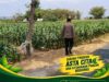 ANGGOTA POLSEK KEREK POLRESTA TUBAN PANTAU PERTUMBUHAN JAGUNG