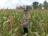 Dukung Program Astacita Presiden Prabowo, Polsek Kenduruan Turun Langsung Pantau Perkembangan Tanaman Jagung Petani