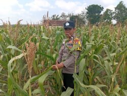 Dukung Program Astacita Presiden Prabowo, Polsek Kenduruan Turun Langsung Pantau Perkembangan Tanaman Jagung Petani